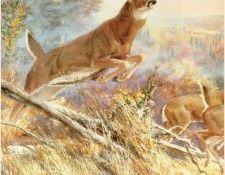 BeechamTom-White-tailedDeer-sj. Beecham, 
