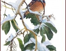 lrsRBB008BatemanRobert-VariedThrush. Bateman, 