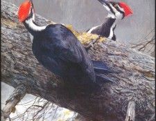 lrsRBB062BatemanRobert-PileatedWoodpecker. Bateman, 