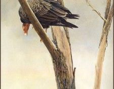 lrsRBB053BatemanRobert-TurkeyVultureinDeadElm. Bateman, 