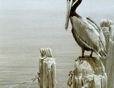 kb Bateman Brown Pelican and Pilings. Bateman, 