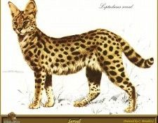 PO pfel 13 Serval. Brenders, 