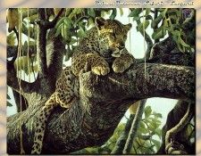 ZaneScans RB Safari SWD 020. Bateman, 