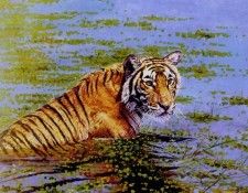 Bamrah Dharbinder S Dawn Waters A Tiger. Bamrah, Dharbinder 