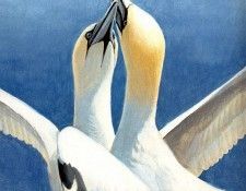 Birds 51 Gannet Greeting, 2001 Robert Bateman sqs. Bateman, 
