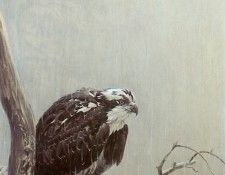 kb Bateman Osprey in the Rain. Bateman, 