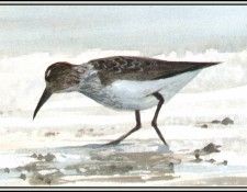D50-AWE124-RB-Dunlin. Bansemer, 