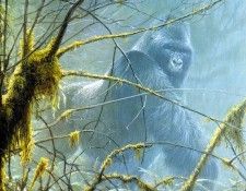 Safari 13 Gorilla Robert Bateman sqs. Bateman, 