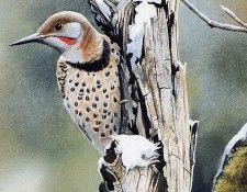 Susan Bourdet - Flicker on an Oak Snag, De. Bourdet, 