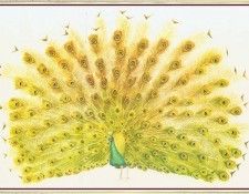 BarrettPeter Peacock-We. , 