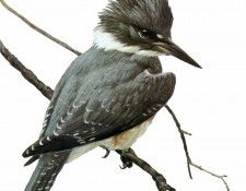 kb Bateman Kingfisher in Winter det. Bateman, 