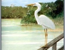 D50-AWE055-RB-Great White Heron 2. Bansemer, 