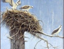 lrsRBB030BatemanRobert-Osprey. Bateman, 