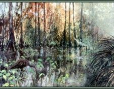D50-AWE158-RB-Habitat Cyprus Swamps. Bansemer, 