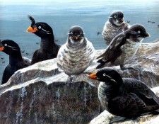 Birds 14 Parakeet, Crested and Least Auklets, 2002 Robert Bateman sqs. Bateman, 