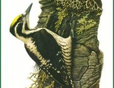 Picoides tridactylus. Barruel, P