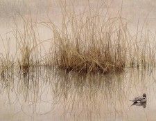 kb Bateman Robert-Reeds and Pintail. Bateman, 