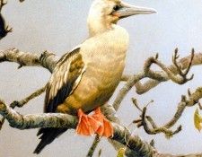 Birds 56 Red-Footed Booby, 1981 Robert Bateman sqs. Bateman, 