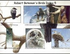 lrsrBatemanBirdsIdx05. Bateman, 