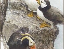 lrsRBB017BatemanRobert-HornedandTuftedPuffins. Bateman, 