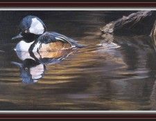 We SnF 017 BatemanR HoodedMerganser. Bateman, 