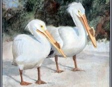D50-AWE099-RB-White Pelican 2. Bansemer, 