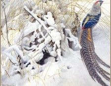 lrsRBB001BatemanRobert-Pheasant. Bateman, 