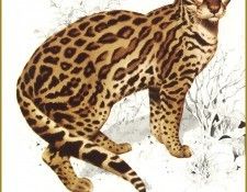 PO pfel 08 Ocelot. Brenders, 