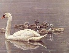 lrs Bateman R Mute Swans. Bateman, 