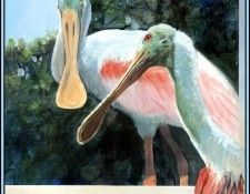 D50-AWE130-RB-Spoonbill 1. Bansemer, 