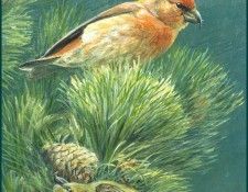 lrsRBB082BatemanRobert-RedCrossbill. Bateman, 