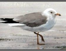 D50-AWE042-RB-Ring-Billed Gull 2. Bansemer, 