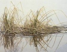 kb Bateman Reeds. Bateman, 