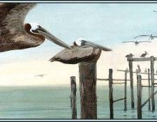 D50-AWE094-RB-Brown Pelican 9. Bansemer, 