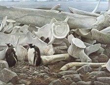 kb Bateman Gentoo Penquins and Whalebones. Bateman, 
