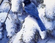 Susan Bourdet - Winter Blues - Stellars Jay, De. Bourdet, 