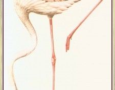 BarrettPeter Flamingo-We. , 