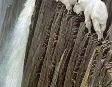 kb Bateman Sheer Drop Mountain Goats. Bateman, 