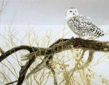 kb Bateman Fallen Willow Snowy Owl. Bateman, 