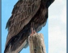 D50-AWE148-RB-Turkey Vulture 1. Bansemer, 