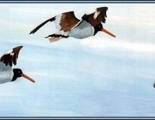 D50-AWE084-BR-Oystercatcher 1. Bansemer, 