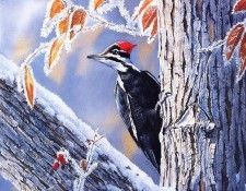 Bourdet, Susan - Pileated Woodpecker (end. Bourdet, 