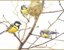 lrsRBB080BatemanRobert-BlueTitandGreatTit. Bateman, 