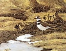 kb Bateman Spring Thaw Killdeer. Bateman, 