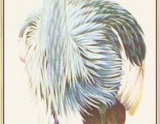 BarrettPeter CrownedCrane-We. , 