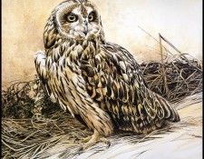 lrsRBB024BatemanRobert-ShortEaredOwl. Bateman, 