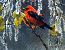 Birds 33 Scarlet Tanager and Alder Blossoms, 1999 Robert Bateman sqs. Bateman, 