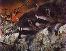 lrsBendersCarl-DoubleTroubleRaccoons. , 