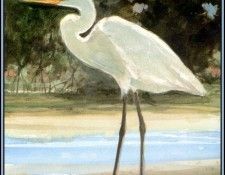 D50-AWE019-RB-Great Egret 1. Bansemer, 