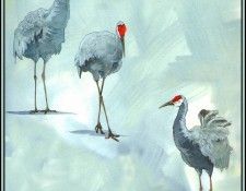 D50-AWE102-BR-Sandhill Crane 2. Bansemer, 